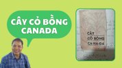 cay-co-bong-canada.jpg