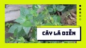 cay-la-dien-cay-thuoc-nam-quy.jpg