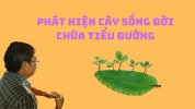 cay-song-doi-thuoc-quy-chua-tieu-duong-thap-khop.jpg