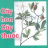 Cây hoa cây thuốc