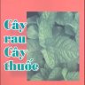 Cây rau cây thuốc