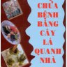 Chữa bệnh bằng cây lá quanh nhà